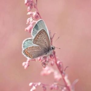 Meet your Posher, Kell